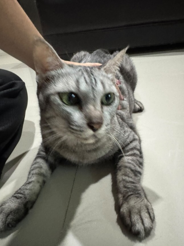 Catster & Co บ้านพักพิงแมวจร tweet media