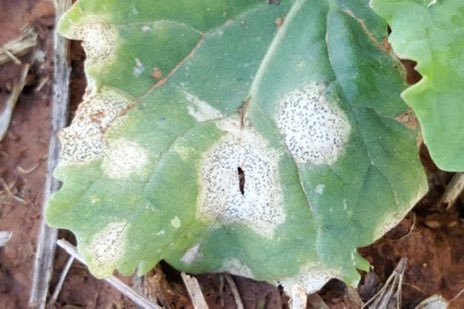 🎧PODCAST: blackleg in canola, with Kurt Lindbeck &amp; Steve Marcroft🎧

🎤Listen to NSW DPIRD's Kurt Lindbeck &amp; Steve Marcroft talk all things blackleg in canola:

-disease life cycle
-seedling blackleg versus upper canopy infection
-how to know the risk in your paddock
-varietal
