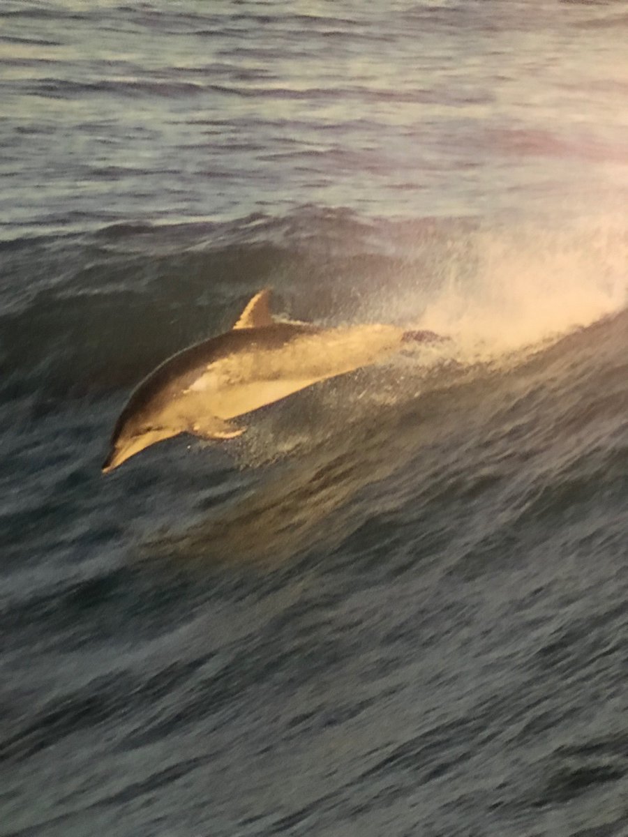 Train yourself to see opportunities in challenges.
#challenges into #opportunities #Dolphins #ocean