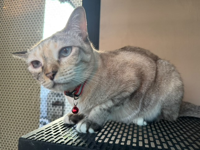 Catster & Co บ้านพักพิงแมวจร tweet media