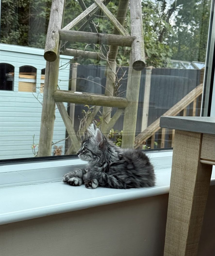 Milo’s Mum here, we still miss our wonderful boy terribly 💔 but we’re hoping this little chap can help to fill a big Milo-shaped hole. Meet Jasper 😸💙