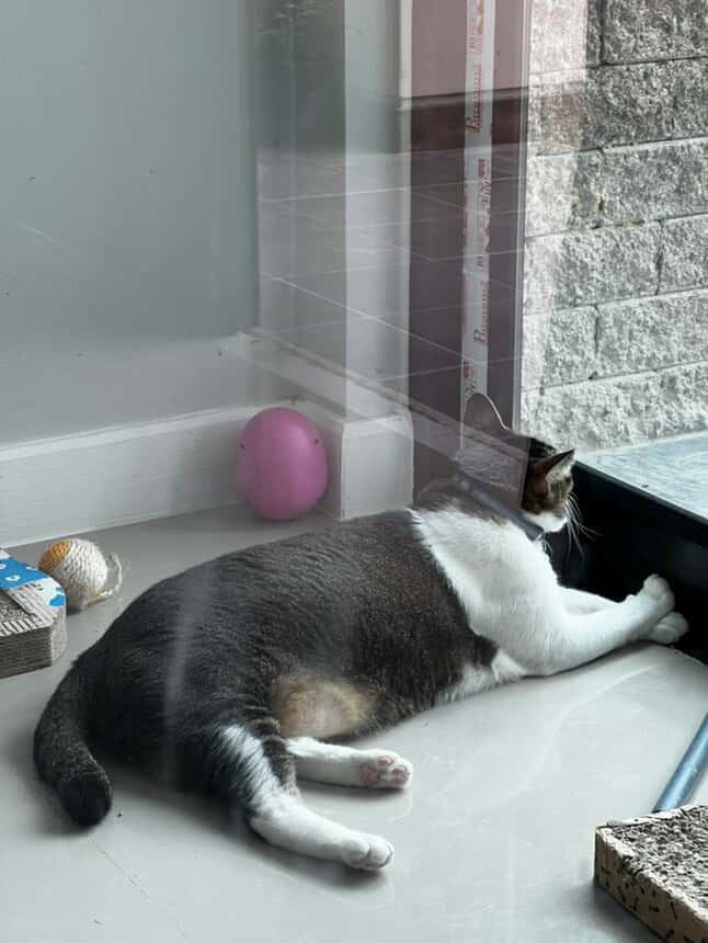 Catster & Co บ้านพักพิงแมวจร tweet media