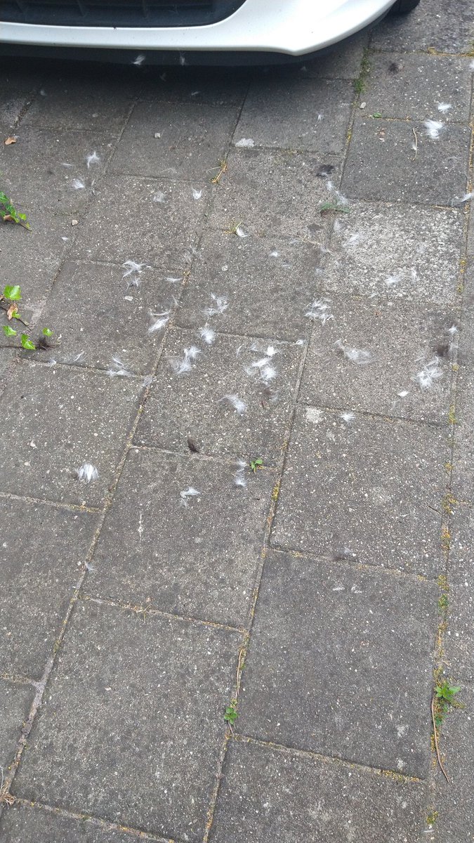 Boris heeft vannacht gevochten. Andere kat zat onder auto van vrouwtje. Vrouwtje heeft Boris weggehaald omdat de midden in de nacht aan het krijsen waren. Vanmorgen zag ze dit op de stoep