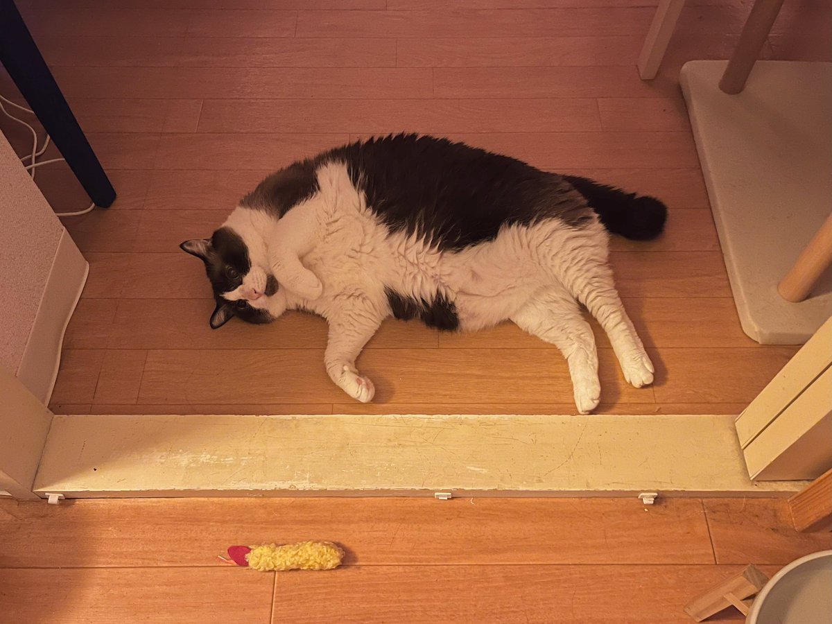 本日の行き倒れの猫〜エビフライを添えて〜