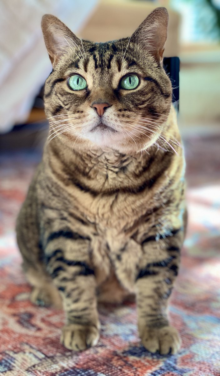 The face of a rescue cat who is loved so much she’s forgotten the time when she wasn’t.