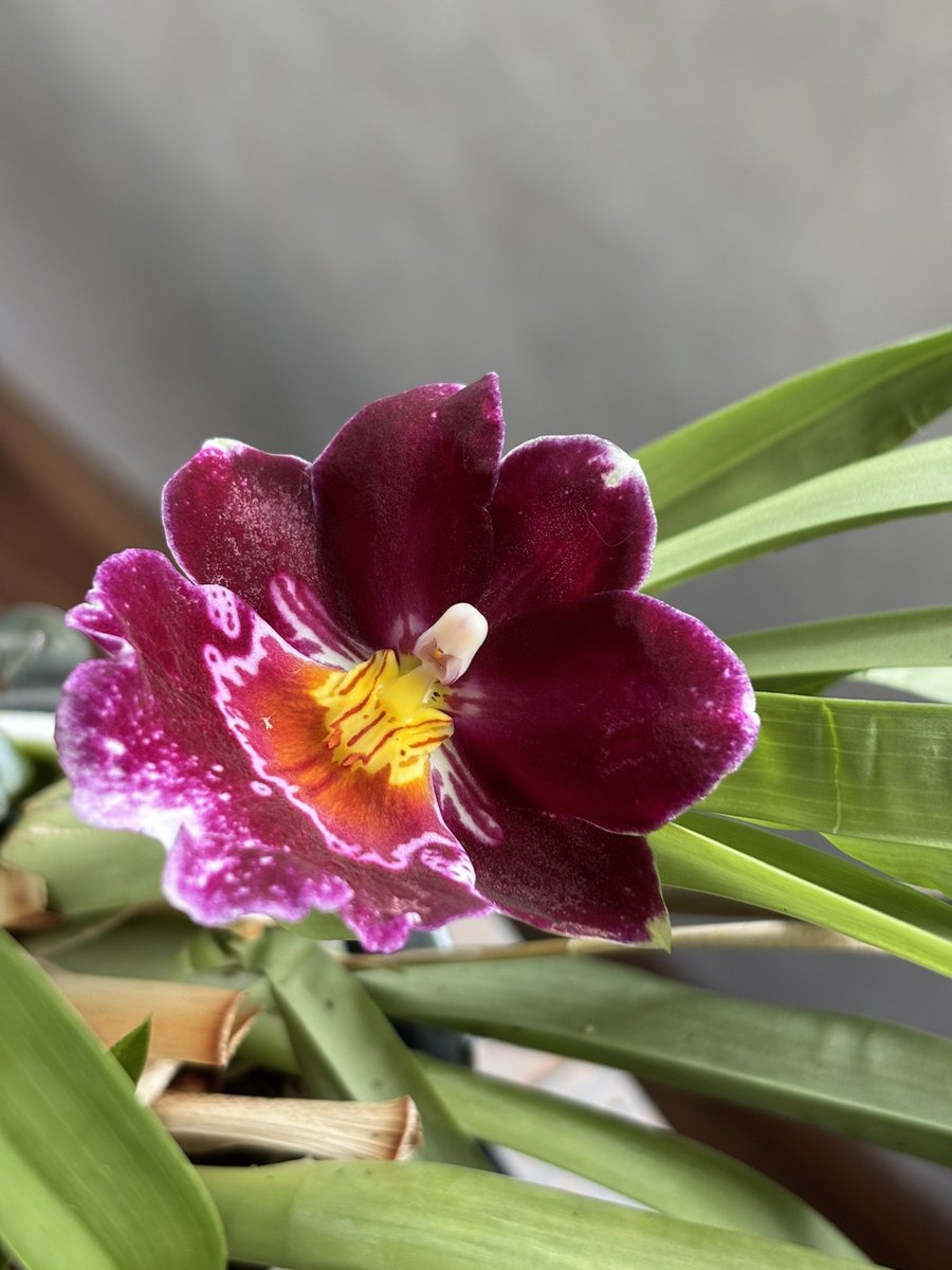 #miltoniopsis in bloom today ! 🌱😍
#orchid