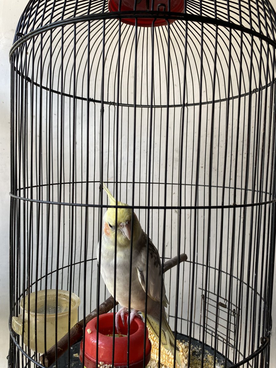 sakit bgt kalo matuk wkwk