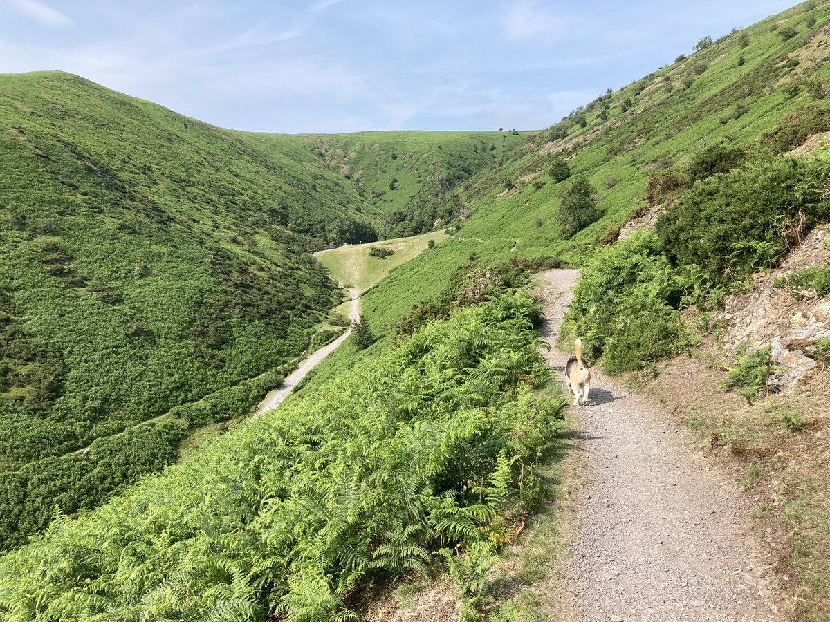 It’s a Carding Mill Valley sort of a day …. sunshine and a gentle breeze for my early morning walkies before all the tourists arrive 🐾🐾🐾