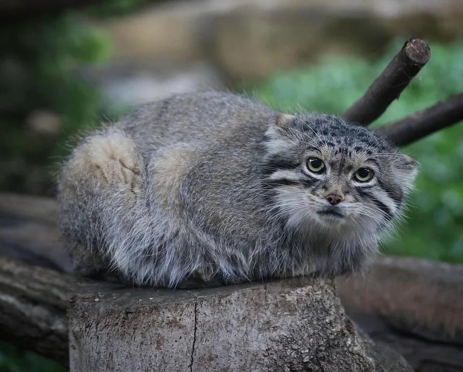 Manul morning.