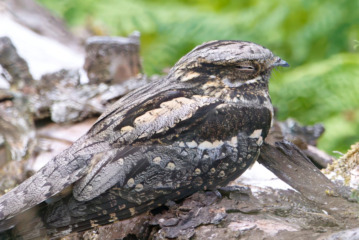 Gareth Bowes (@garbo69) on Twitter photo A sleeping Nightjar at Wykeham Forest, North Yorkshire yesterday. <a href="/teesbirds1/">teesbirds</a> <a href="/teesmouthbc/">Teesmouth Bird Club</a> <a href="/DurhamBirdClub/">Durham Bird Club</a> <a href="/WildlifeMag/">BBC Wildlife</a> <a href="/BBCSpringwatch/">BBC Springwatch</a> <a href="/ChrisPackham4/">Chris Packham</a> #birds #nature #wildlife #wildlifephotography A sleeping Nightjar at Wykeham Forest, North Yorkshire yesterday. <a href="/teesbirds1/">teesbirds</a> <a href="/teesmouthbc/">Teesmouth Bird Club</a> <a href="/DurhamBirdClub/">Durham Bird Club</a> <a href="/WildlifeMag/">BBC Wildlife</a> <a href="/BBCSpringwatch/">BBC Springwatch</a> <a href="/ChrisPackham4/">Chris Packham</a> #birds #nature #wildlife #wildlifephotography