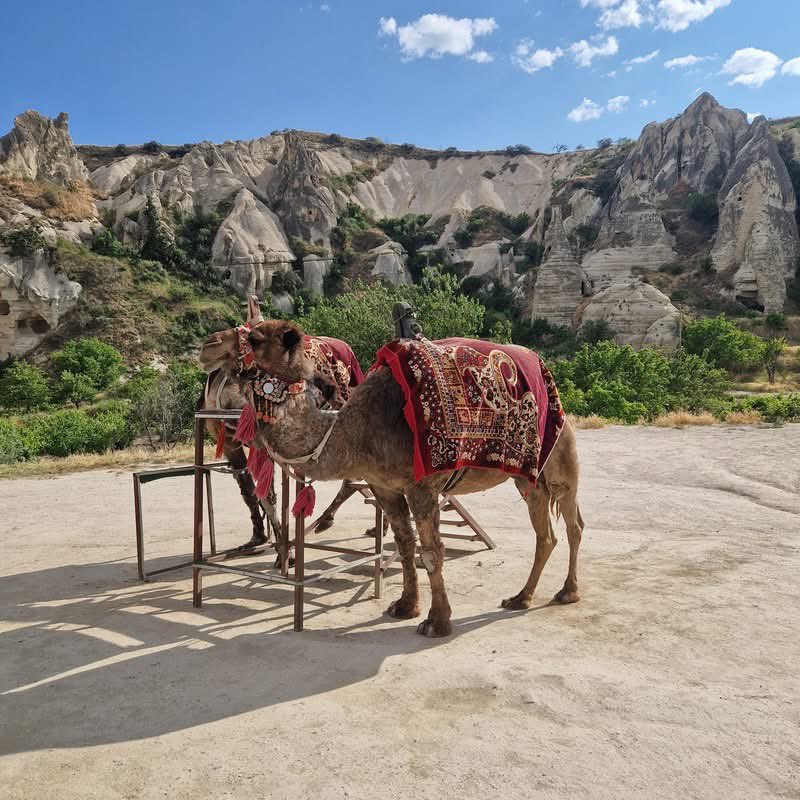 Colin Harrison tweet media