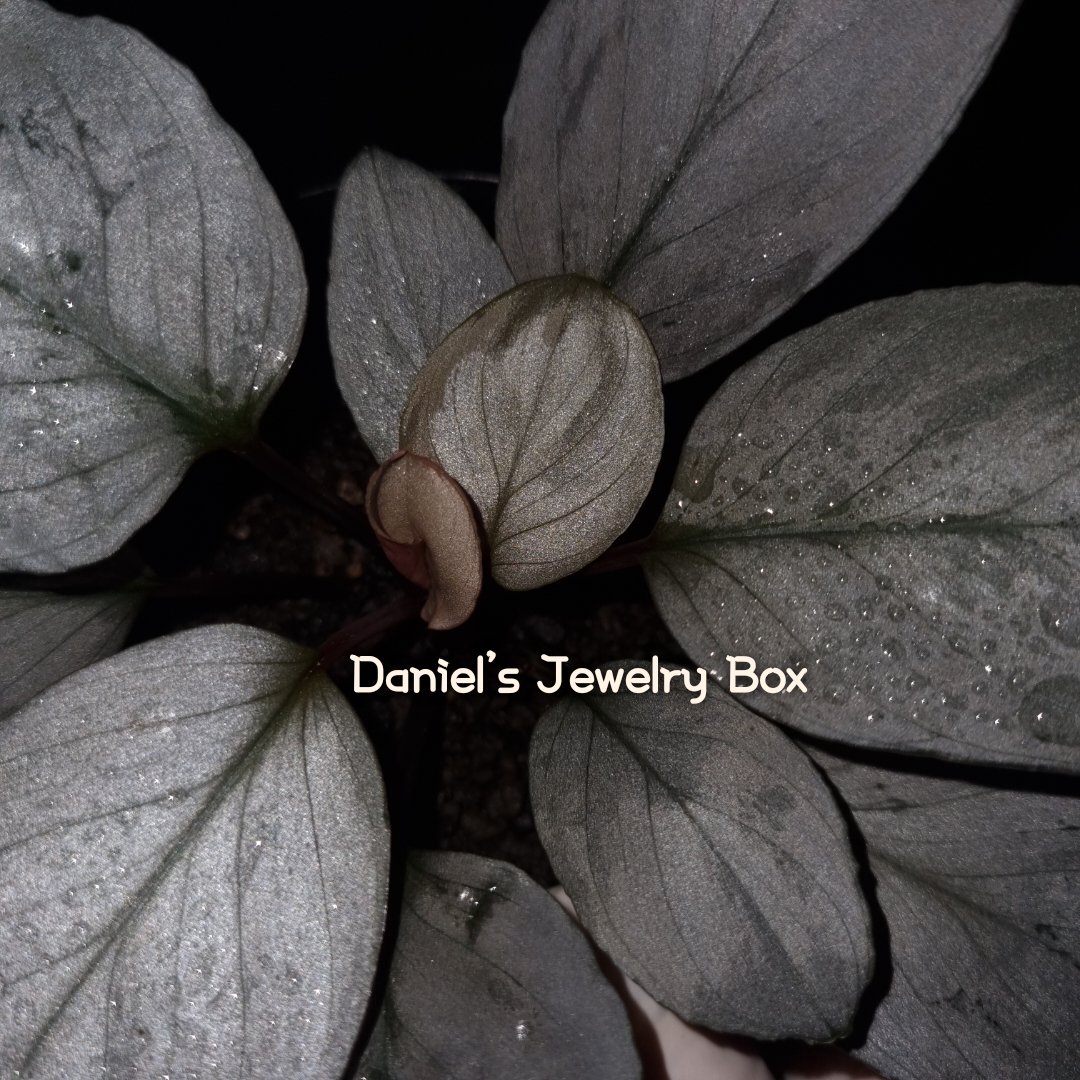 Homalomena sp.

#homalomena #ホマロメナ #vivarium #terrarium #tropicalplants #paludarium #jungleplants 
#ブセファランドラ #観葉植物 #熱帯植物 #雨林植物 
#パルダリウム #テラリウム #熱帯雨林植物 #furtadoa #bucephalandra #DJB便 #rainforestplants #variegatedplants #cryptocoryne