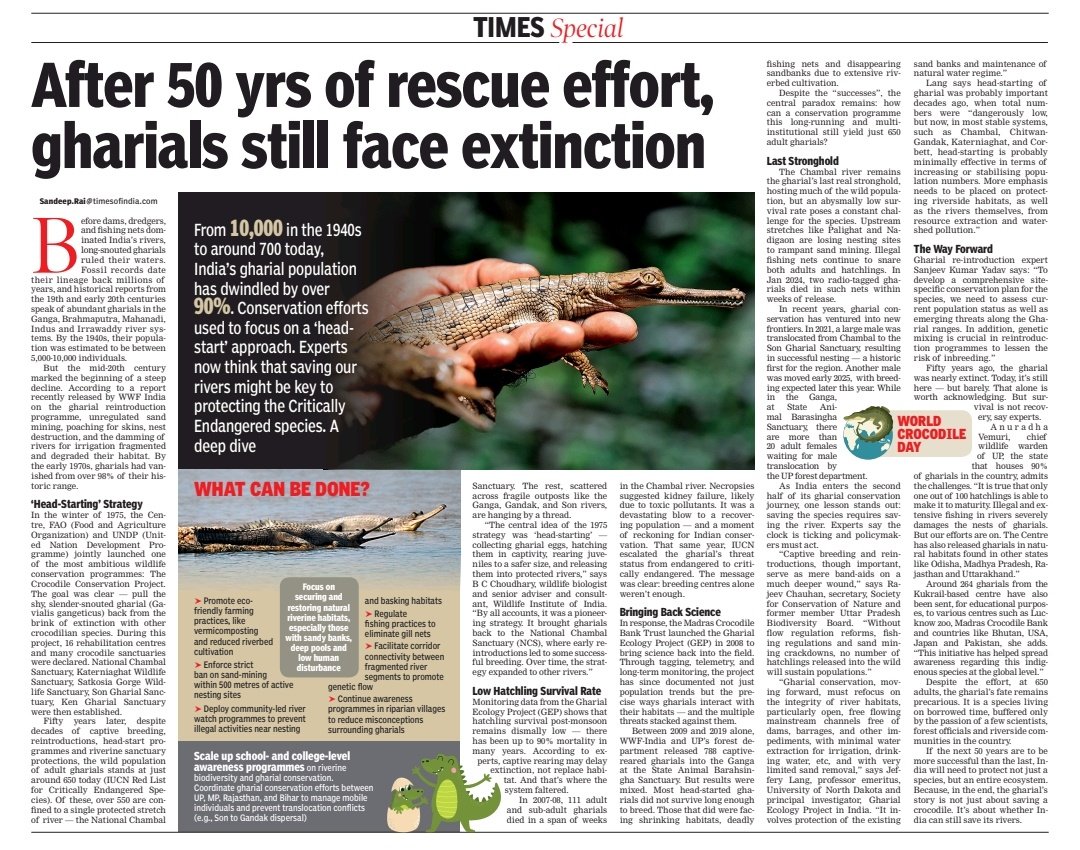 From 10k in the 1940s to around 650 today, India’s gharial population has dwindled by 98%. Conservation efforts have yielded little result. Experts now think saving our rivers might be key to protecting the Critically Endangered species. A deep dive on #WorldCrocodileDay