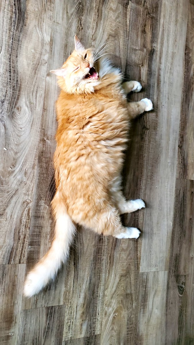 LucyntheBoys's tweet photo. Scream! #Mango #tongeouttuesday https://t.co/PDVvrP1hbM