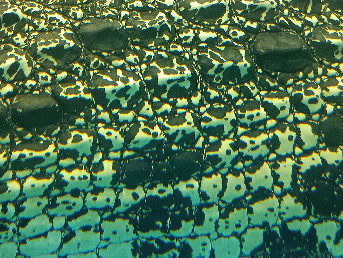 キュレーターブログ更新📢
【6月17日は何の日？】

これはある生きものの体の一部分の写真ですが
何の生きものでしょうか？

答えはブログからご覧ください！
nifrel.jp/detail/matome/…