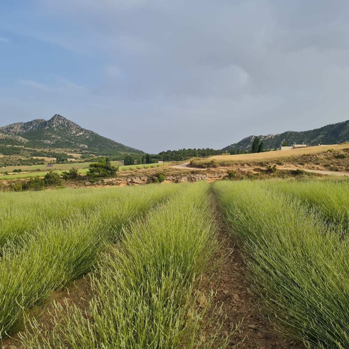 Los campos de cultivo de la lavanda, lavandín y espliego, que tiñen de malva las tierras altas de Moratalla, como el Campo de San Juan y o el campo de Béjar. 

Una espectacular experiencia que año a año añade atractivo a la zona. 

#Integral Soc. para el #DesarrolloRural