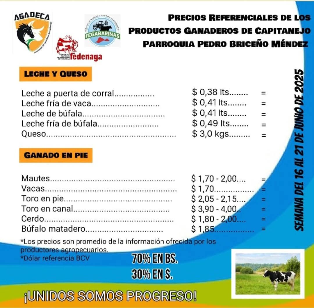 campocafeciudad's tweet photo. PRECIOS REFERENCIALES DE LOS PRODUCTOS GANADEROS DE CAPITANEJO - BARINAS.

Fuente: Asociación de Ganaderos de Capitanejo (AGADECA).

Municipio Ezequiel Zamora. Parroquia Pedro Briceño Méndez. Estado #Barinas

Período: del 16 al 21 de junio de 2025

#Venezuela #CampoCafeCiudad https://t.co/OqzsRFsLCr