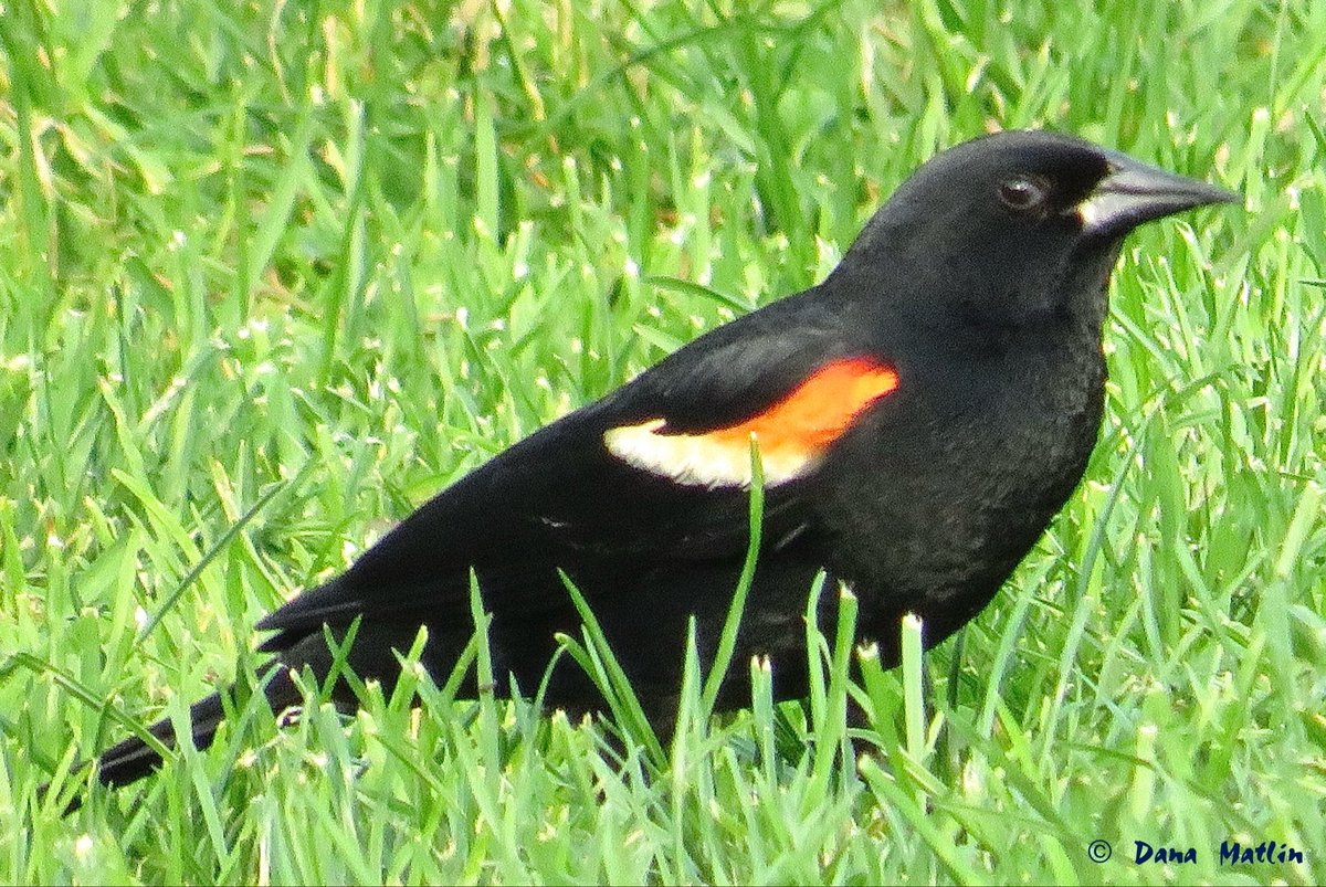 Red-winged Blackbird near Turtle Pond in Central Park. #birdcpp