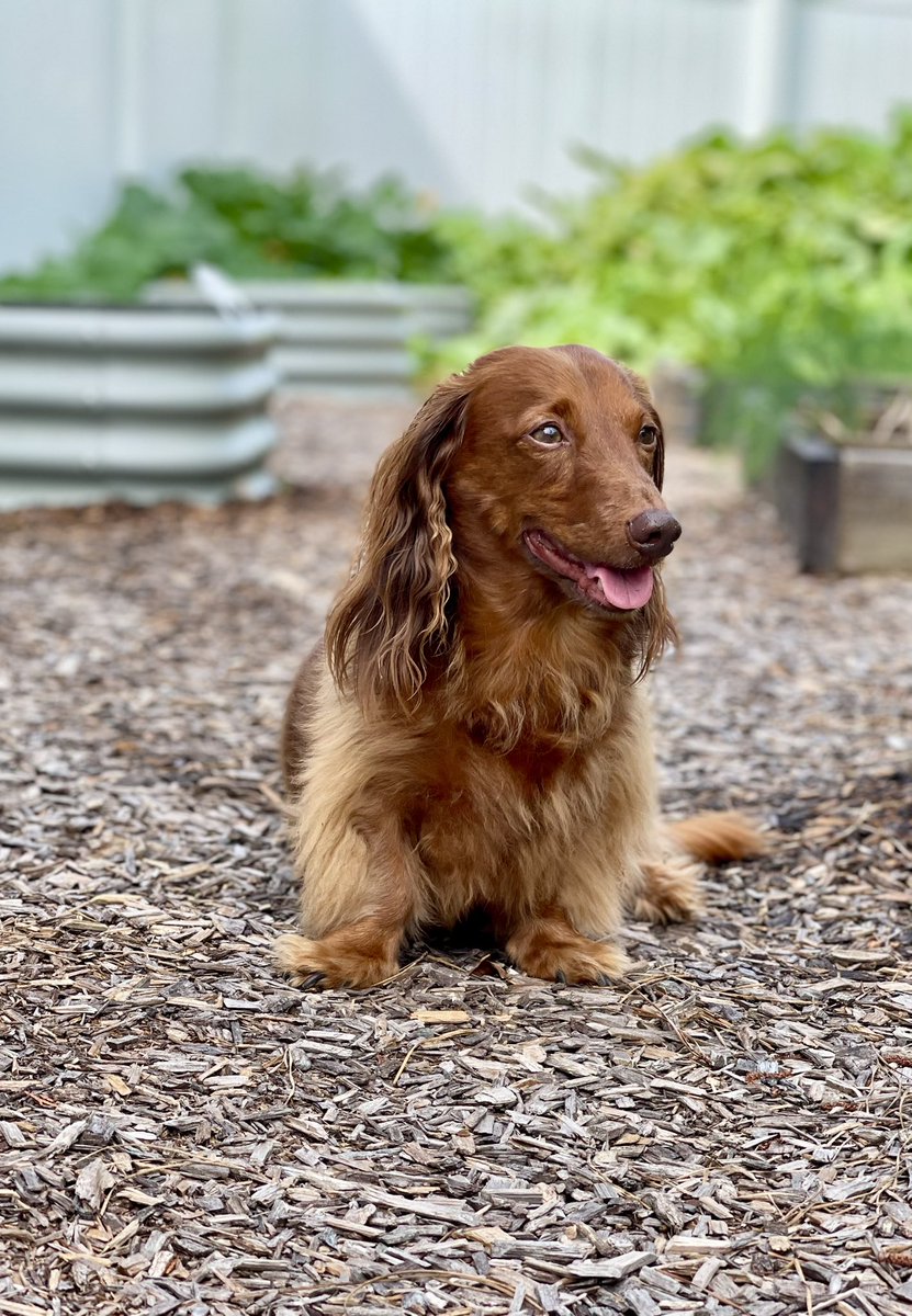 Good morning 😁🐾☀️ Have a great day friends ❤️ Love Sherman #TOT