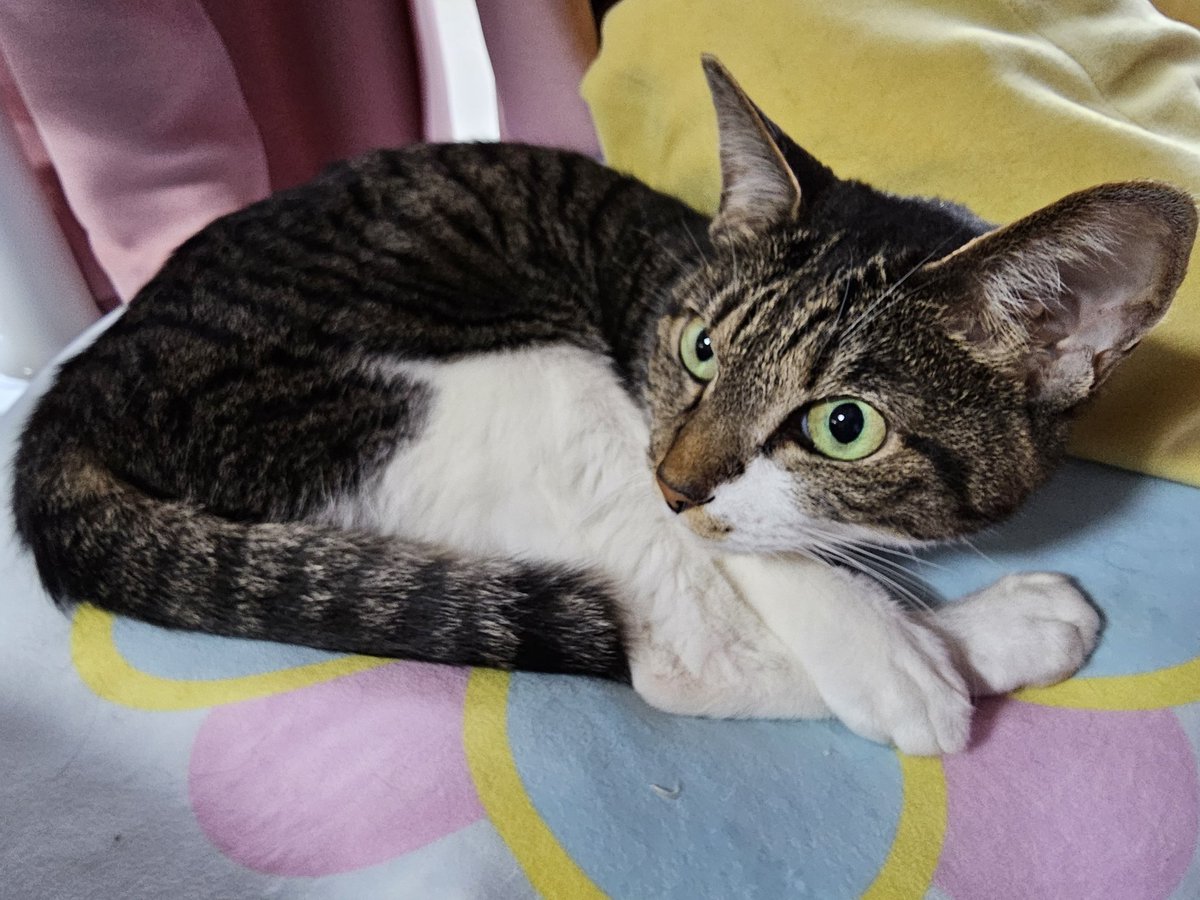 米津玄師 2025 JUNK リイシューねこちゃん BEIGE AND BLUE