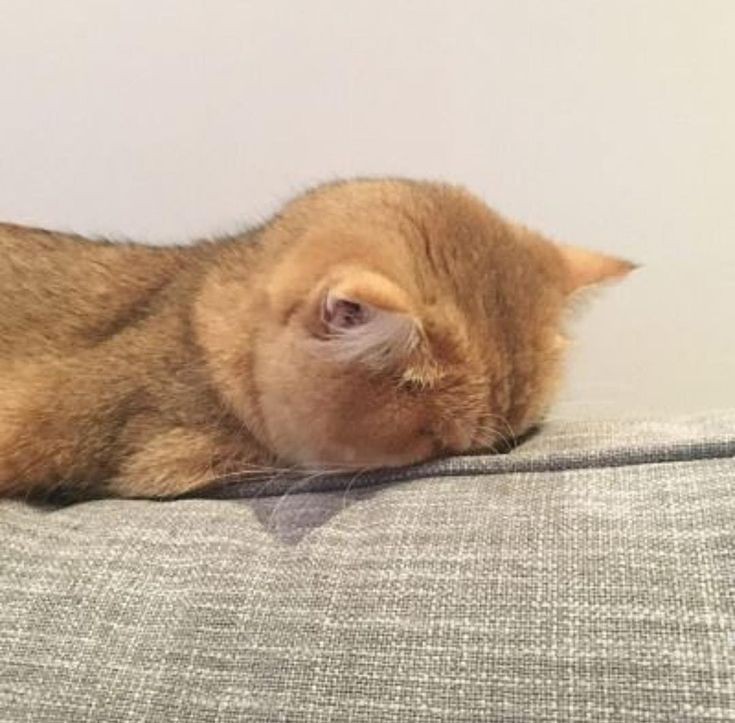 واقعا نمیفهمم چطور میشه گفت اسرائیل اینهمه خرج بزاره سر دست خودش مردم خودشو اواره کنه بخاطر حس انسان دوستیش که به مردم ایران کمک کنه برا تغییر رژیم 😶😐
ادم جرات نداره بگه من مظطربم از این شرایط که چی به سرمون میاد میریزن سرت که اره تو طرف اخوندی اسرائیل کاری به مردم نداره😐