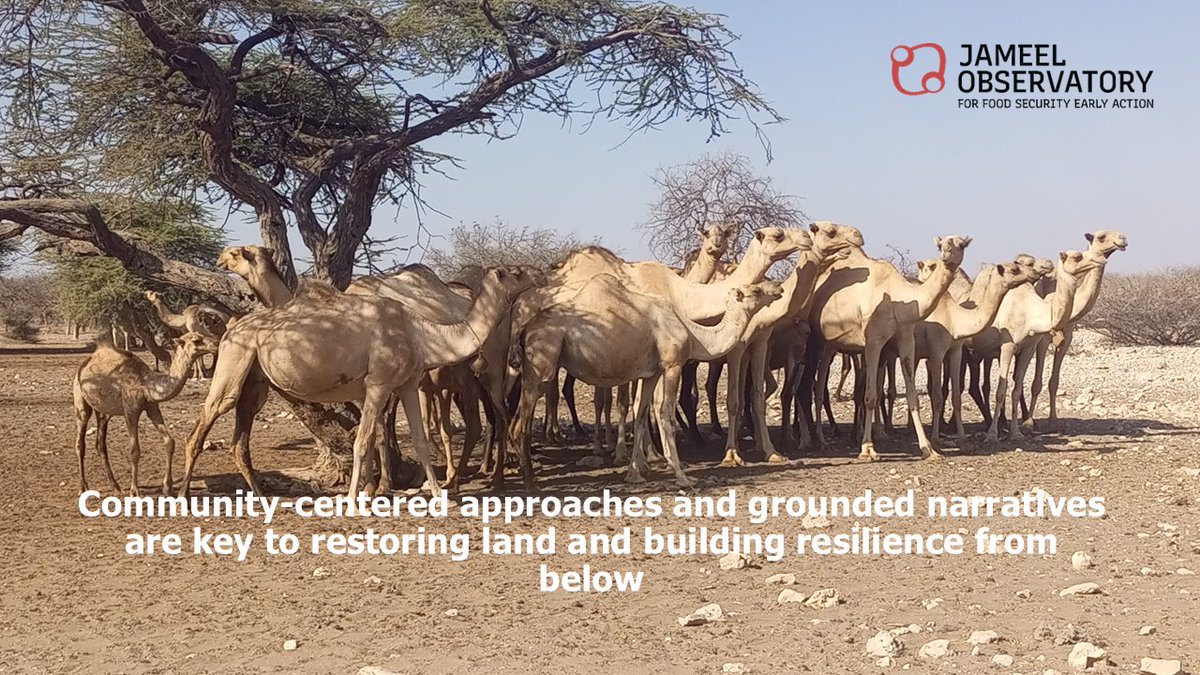 Jameel Observatory for Food Security Early Action (@jameel_observ) on Twitter photo This #DesertificationAndDroughtDay, let's recognize that resilience in drylands is built from below on the shoulders of pastoralist communities.
Read the commitments of students at a recent summer school with <a href="/CRDD_kenya/">Center for Research and Development in Drylands</a> and <a href="/FeinsteinIntCen/">Feinstein International Center</a>
jameelobservatory.org/2025-summersch… This #DesertificationAndDroughtDay, let's recognize that resilience in drylands is built from below on the shoulders of pastoralist communities.
Read the commitments of students at a recent summer school with <a href="/CRDD_kenya/">Center for Research and Development in Drylands</a> and <a href="/FeinsteinIntCen/">Feinstein International Center</a>
jameelobservatory.org/2025-summersch…