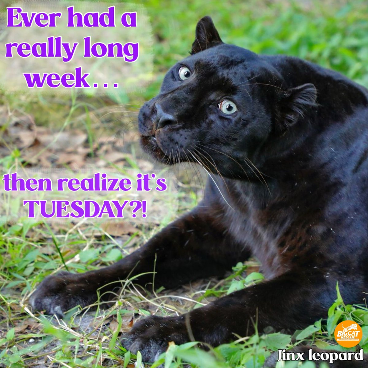 “Ever had a really long week… then realize it’s TUESDAY?!”

#JinxLeopard #BigCatRescue #Leopard #Cat #Tuesday #TuesdayThoughts #Week #Funny #Silly