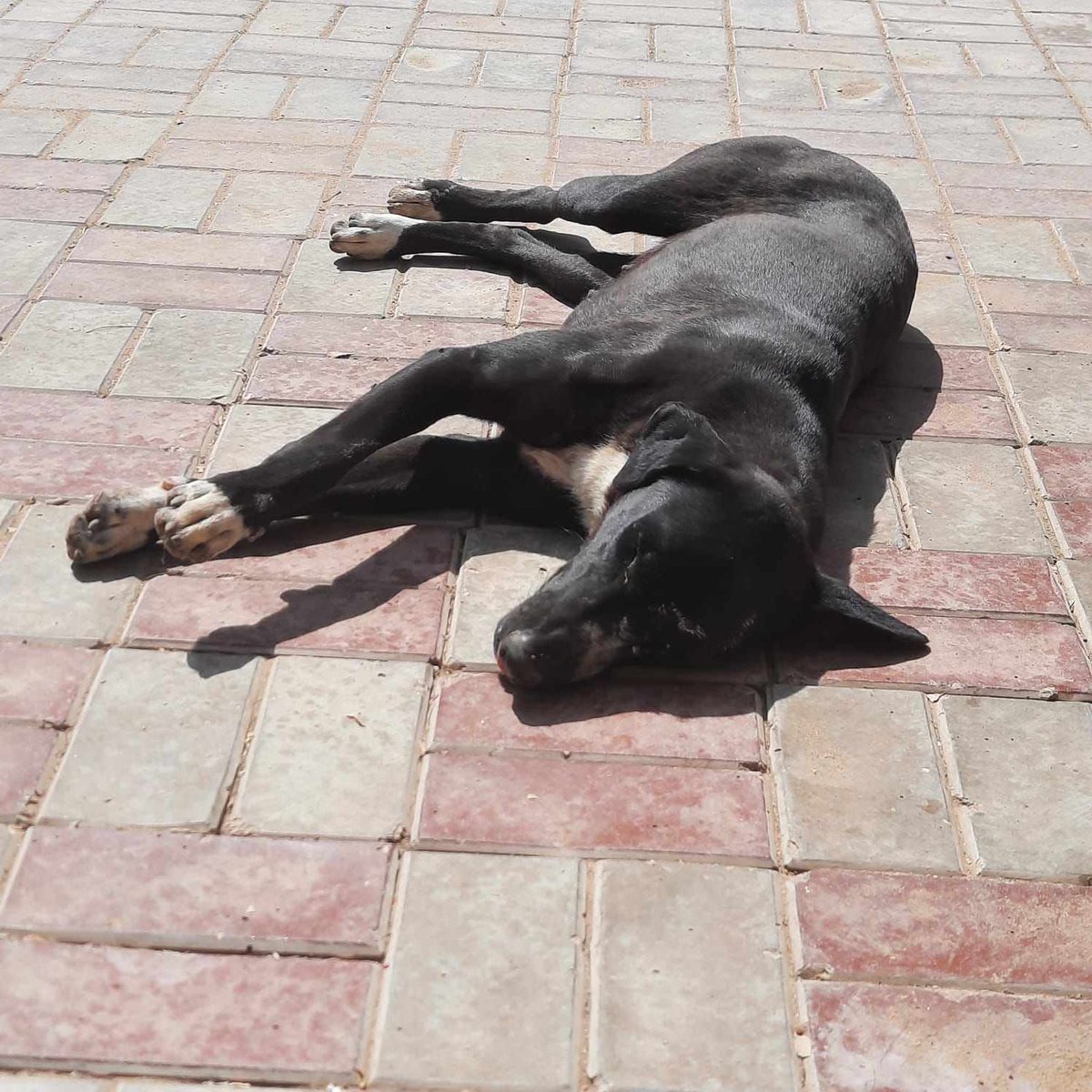 info@miraclesmission.org (@mirimission) on Twitter photo We're struggling to cover the #spaying & vaccinating of these 3 street girls, having helped approx 100 other animals this month..
We cannot leave them behind
We still need to raise £60
Pls help if you can
#PayPal info@miraclesmission.org
REF PLEDGE
#dogs #dogsofX #doglovers We're struggling to cover the #spaying & vaccinating of these 3 street girls, having helped approx 100 other animals this month..
We cannot leave them behind
We still need to raise £60
Pls help if you can
#PayPal info@miraclesmission.org
REF PLEDGE
#dogs #dogsofX #doglovers