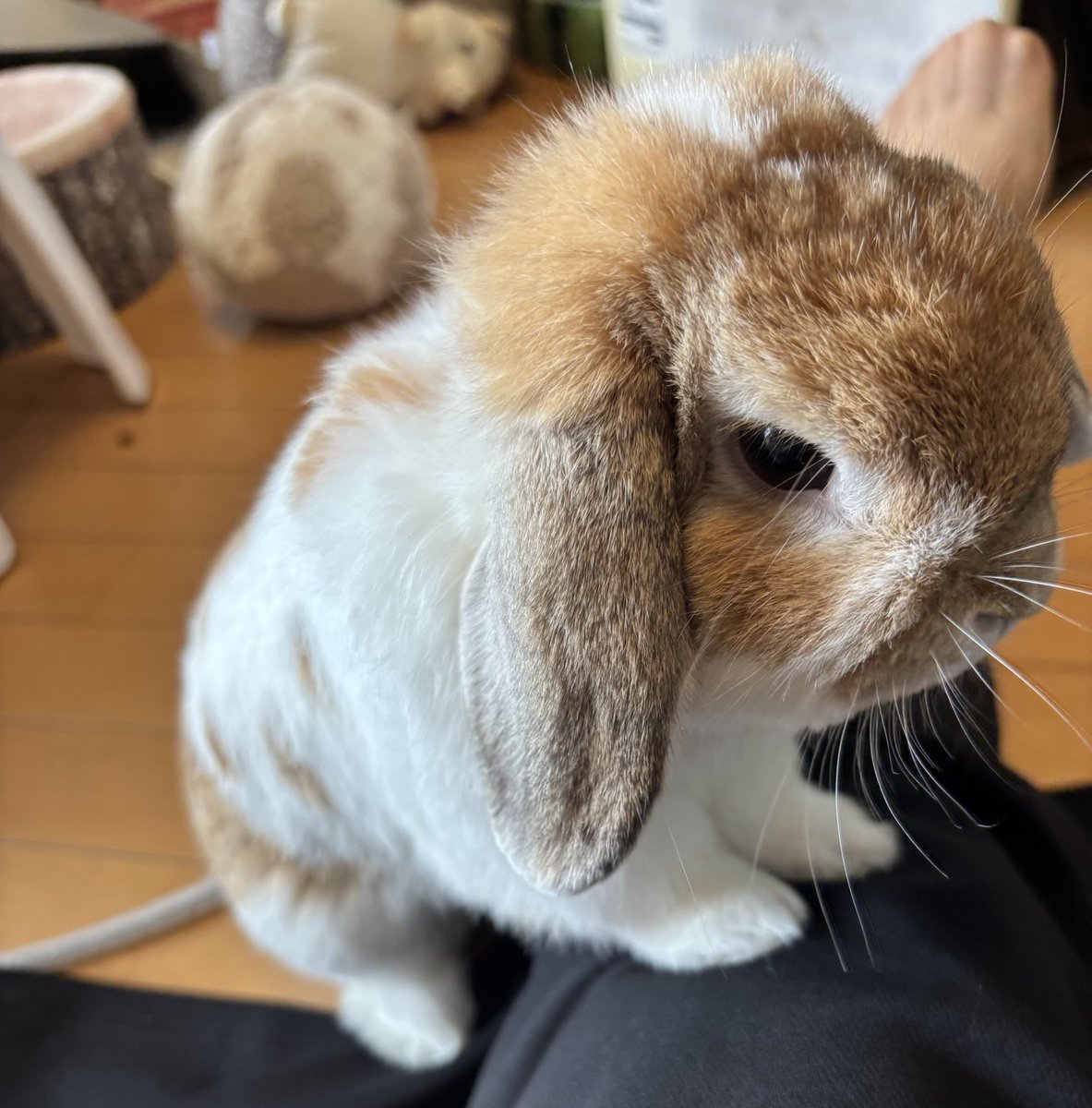 🐰ままのあんよは柔らかだよ💕