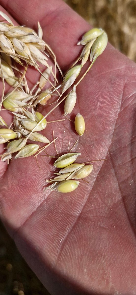 Ça  avance !🌾🌾
Vos futures pâtes seront bientôt récoltées !!🍜🍜
D'ici 10 à 15 jours on pourra mettre la moissonneuse dedans  !!
#agriculture #agriculturelife #nature #naturebeauty #tuesdaymotivation #moisson2025
<a href="/Barilla/">Barilla</a> <a href="/LustucruSelect/">Lustucru Sélection</a>