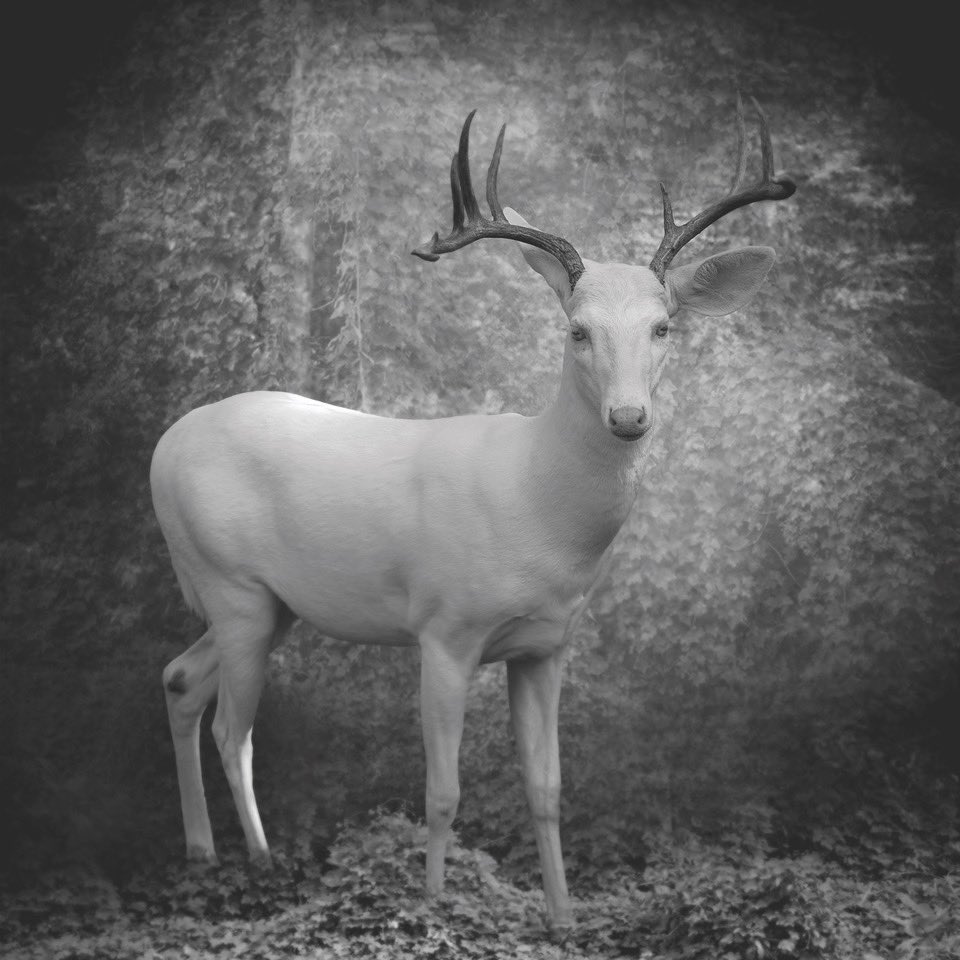 In B+W 303, Karey Walter discusses her fascination the kudzu plant, one of America’s most damaging invasive weeds. Her quest to photograph this sprawling vine has led her on a surprising and unexpected journey inspired by folklore and mythology. 

Caspar © Karey Walter