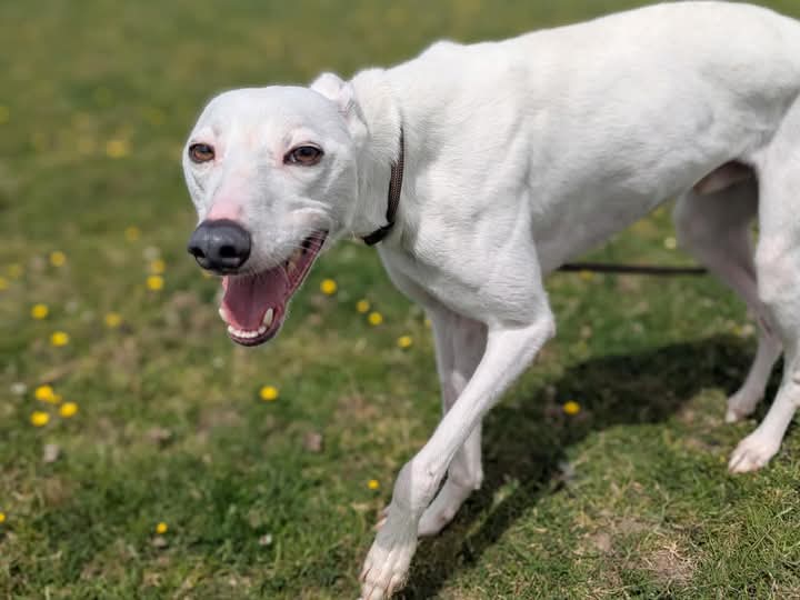 team_greenacres's tweet image. #tuesdayvibe Meet Paddy, 4 year old  #Whippet cross. Another unclaimed stray 

Paddy has a truly lovely temperament &amp;amp; a gentle soul that #sighthound lovers will adore

He’s affectionate, friendly &amp;amp; easy-going

Paddy is fantastic with other dogs &amp;amp; would thrive in a home with