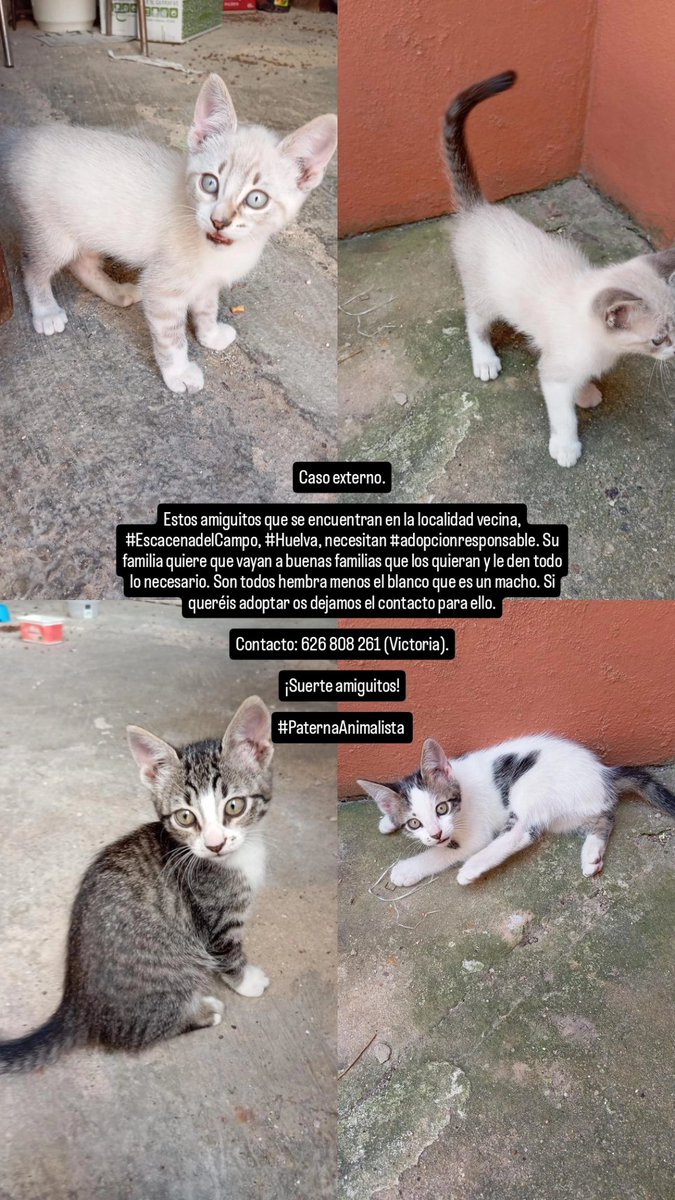 Caso externo.

Buscan #adopcionresponsable. De necesita difusión. Toda la información en la imagen.

#PaternaAnimalista