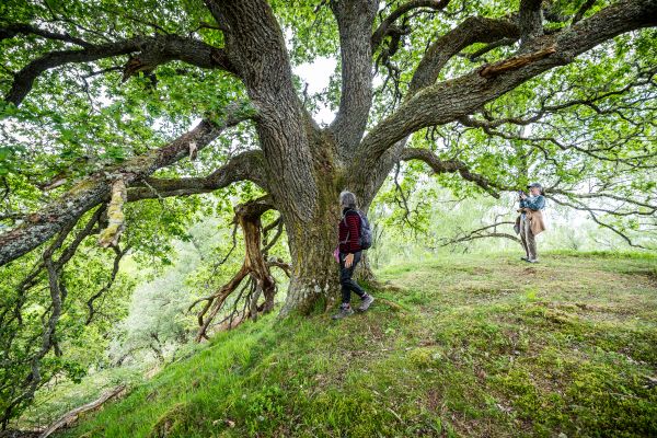 Visiting the Highlands this summer? ✨

Join us on Sat 9 August for a truly magical experience exploring mythology and folklore of the Highlands
Be guided as you wander through wild landscapes and learn the ancient stories that connect these lands.

🎟 visitdundreggan.co.uk/events/