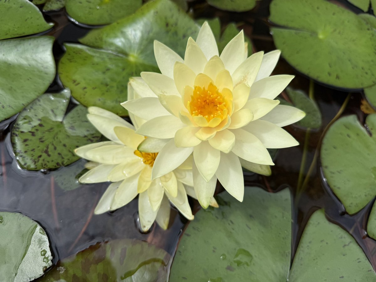 睡蓮　ダイヤモンドクラウン　2.0cm程度 昨日6/16の睡蓮農園の開花の様子です🌸 ダイヤモンド・クラウン マリカ