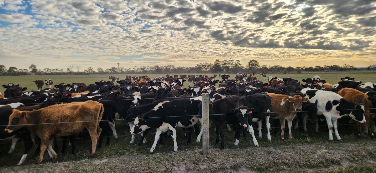 5 years since we tagged our 1st cow. 3 years since we jumped in the deep end and started on our own.There's been a few days where I questioned my life choices but I can safely say it's been the best decision ever. About to tag calf number 2000 soon 😆 <a href="/mkbartlett13/">Myrid Bartlett</a>