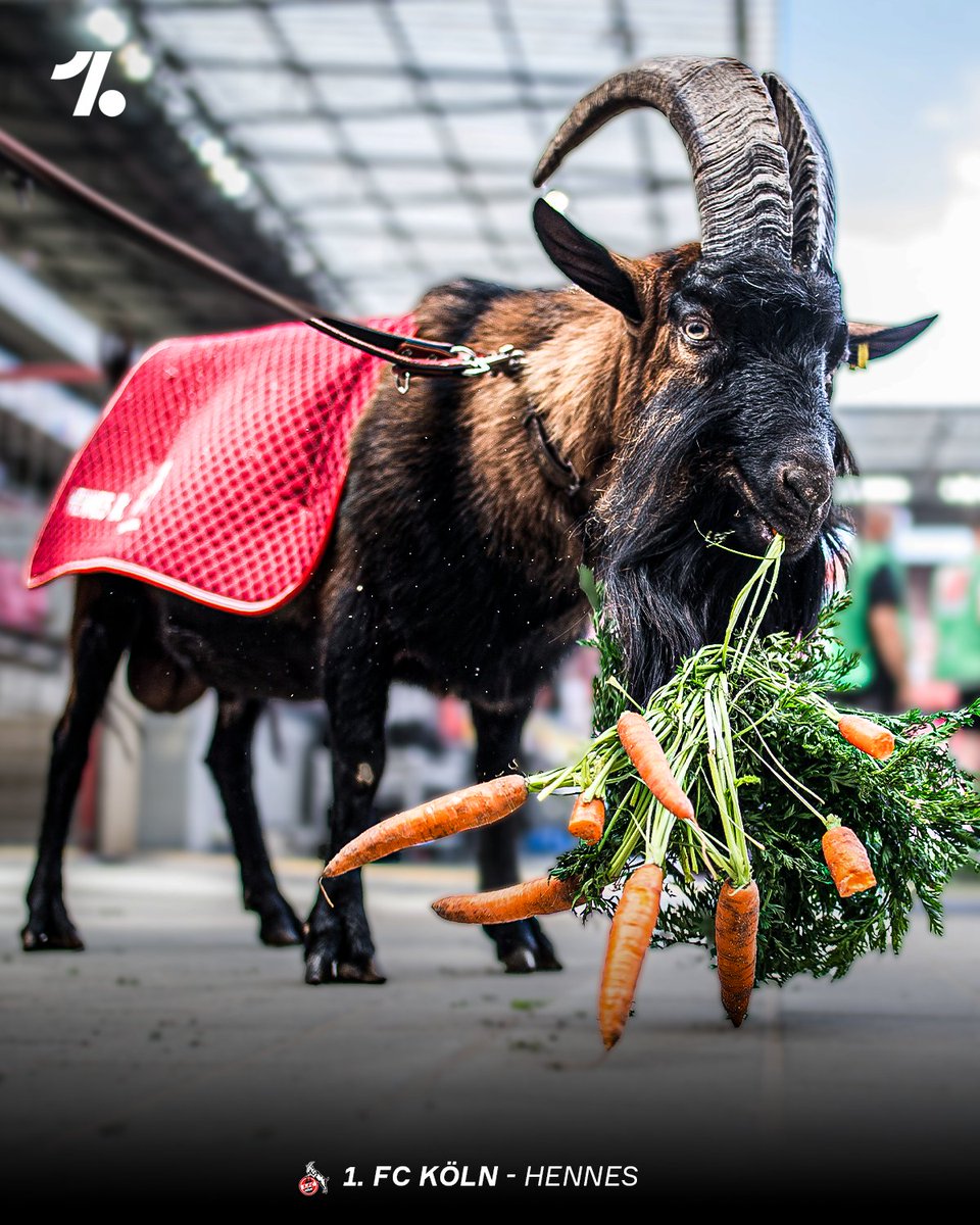 Happy National Mascot Day 🤩🤡[🧵]