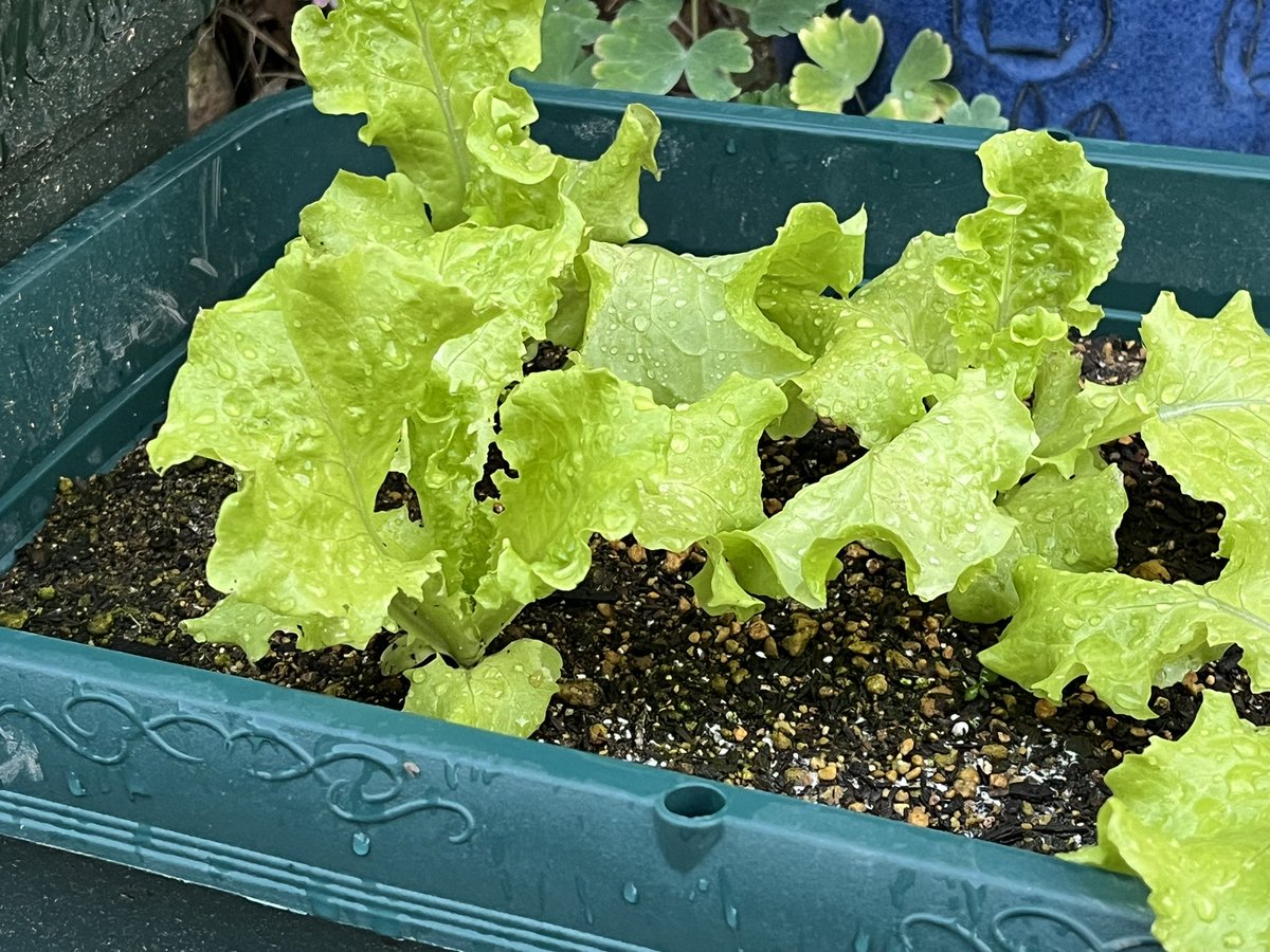 「🌱🪴玄関前家庭菜園2025」②

今日は35℃🔥
虫暑い🥵

青虫大量発生‼️
🙀チンゲン菜食べるとこ無い(´°̥̥̥̥̥̥̥̥ω°̥̥̥̥̥̥̥̥｀)

二十日大根もう少し
リーフレタス順調

#おうちごはん #家庭菜園 #夏野菜
#ポットプランター栽培 #玄関先
#お腹ペコリン部
#料理好きな人と繋がりたい