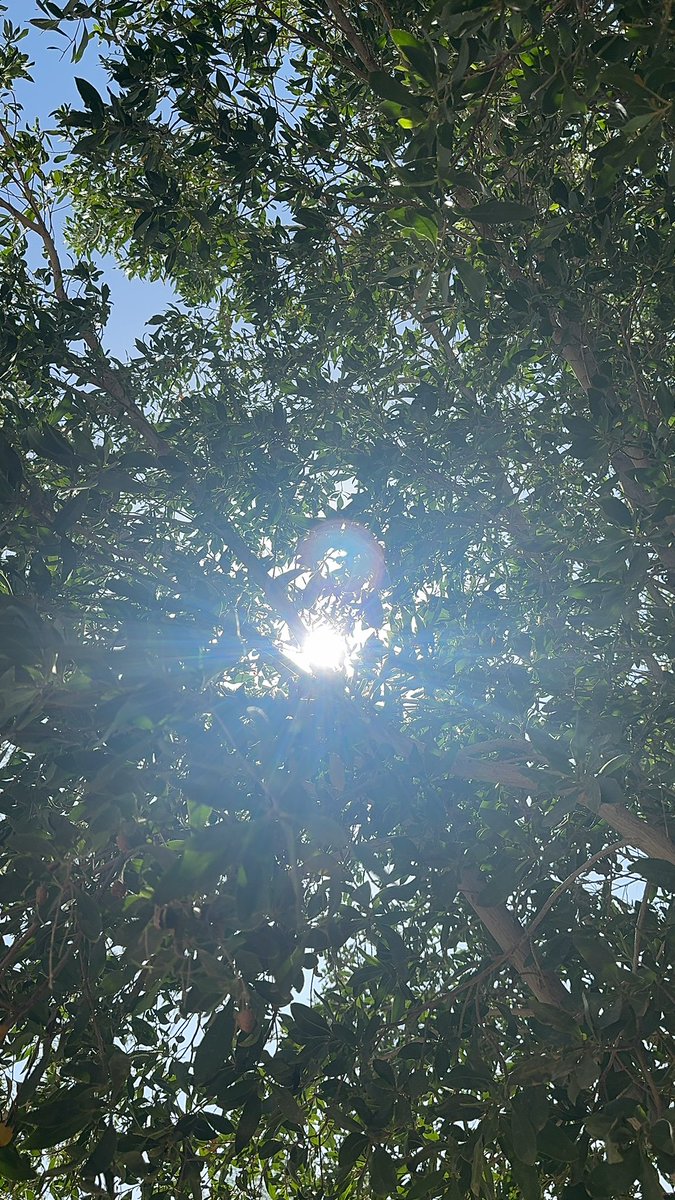 صبا ا ا ا ح الخير 
منظر الشمس وهي تتسلل الشجر
شيء لا يمكن أملّ منه 
شاعري لأبعد درجـة