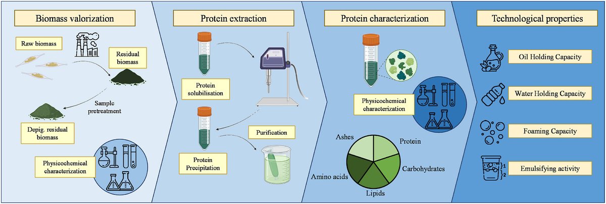 🧪Check our new scientific publication on #protein extraction from by-product #algal #biomass 

#Microalgae #Biorefinery #Residue #Bioeconomy

<a href="/circalgae_eu/">CIRCALGAE</a> <a href="/HorizonEU/">Horizon Europe 🇪🇺</a> <a href="/iata_csic/">IATA CSIC</a>