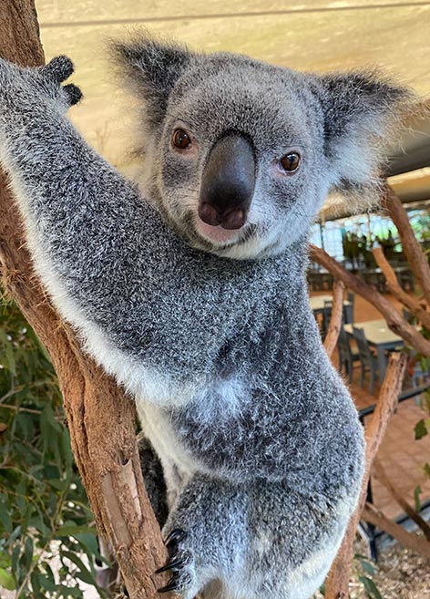 ✨Adoption Spotlight!✨

Meet Portia! 🐨

Portia is a very active Koala who loves to endlessly jump from branch to branch. She is quite an independent spirit 💫

Adopt Portia below:
👉 savethekoala.com/koala/adopt-po…

#adoptakoala #notreenome