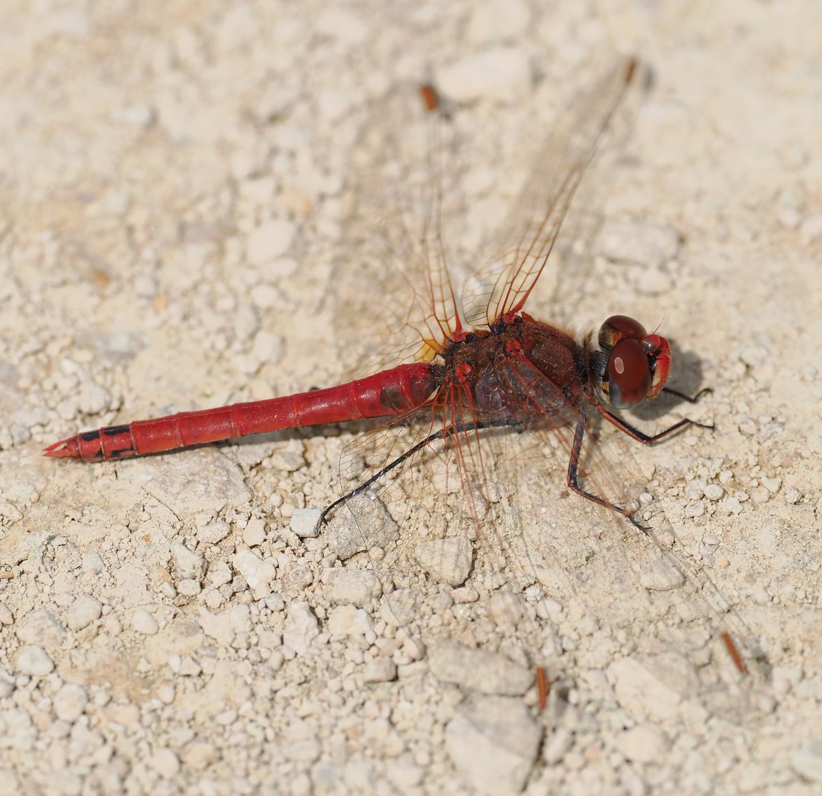 Chris Atkin tweet media