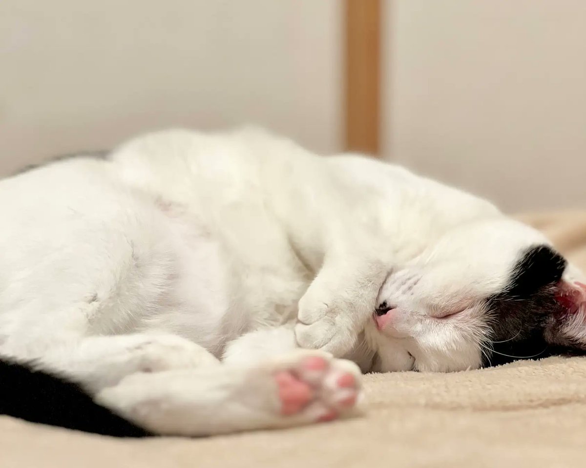 PRTIMES_JP's tweet photo. みさとプロモーション、地域と企業がつなぐ保護猫支援「保護猫チャリティTシャツ2025」6/17（火）より販売開始 
https://t.co/pjy4YBKhjl @misato_pr_ https://t.co/Ojkxnng99J