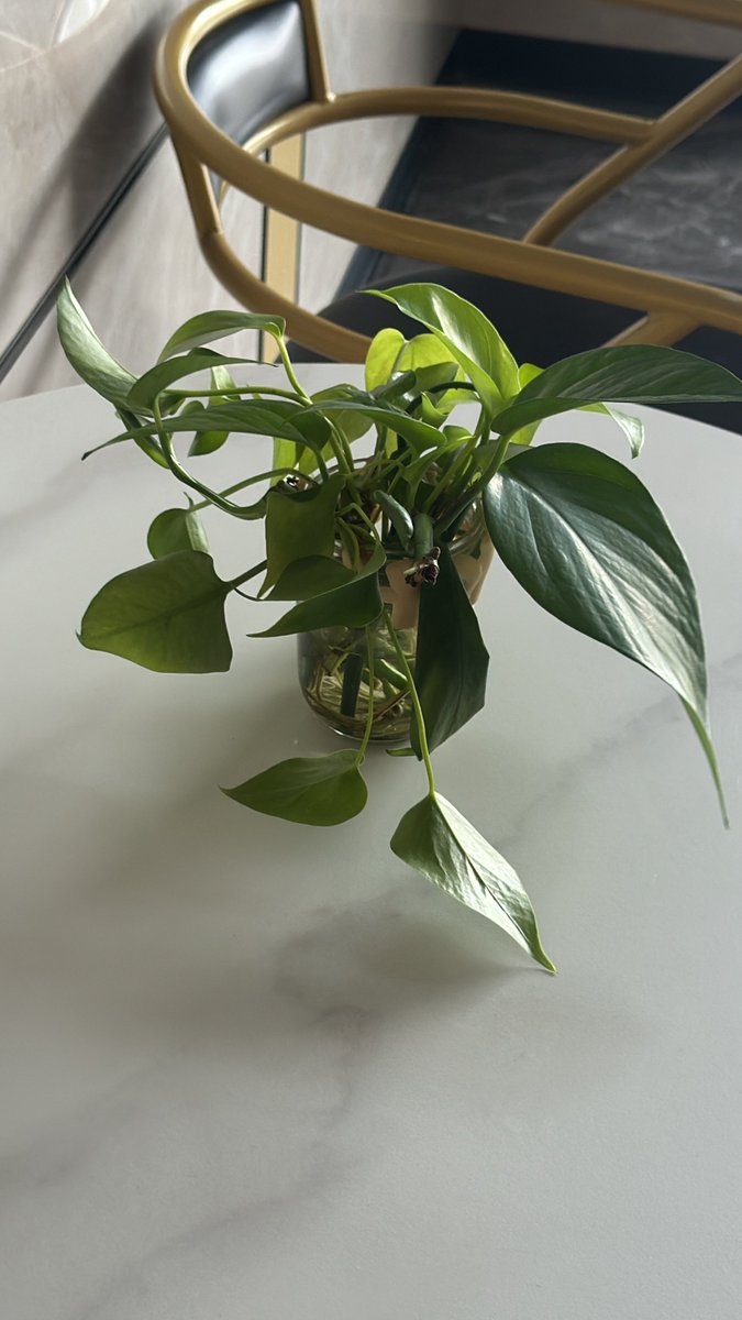 Illustrator Ming (@caisimingart) on Twitter photo 