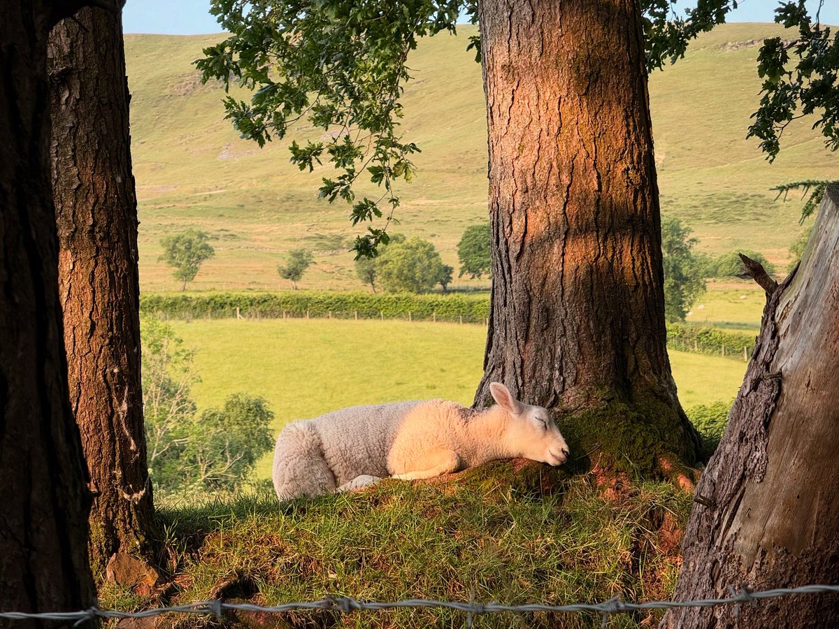 Sleeping lamb in the early morning sun up the road from my house in the Senni valley. bannaubrycheiniogbreconbeacons