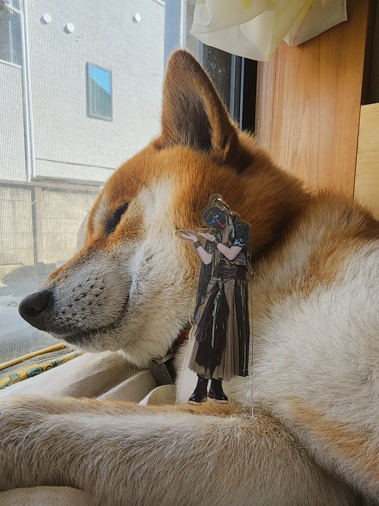 Rai_rairai_'s tweet image. こちらかわいい子です。
#MSSPフォト