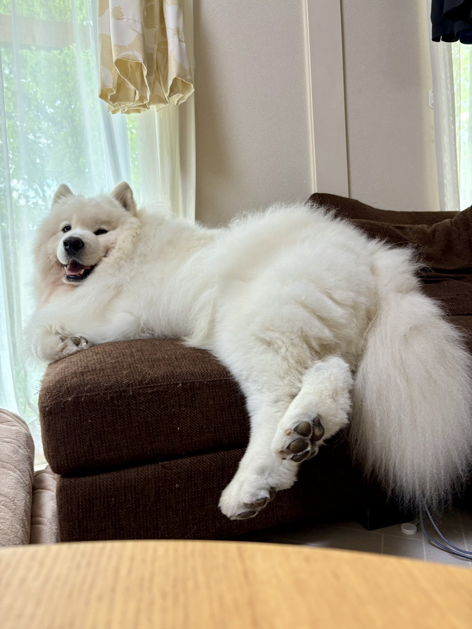 Samoyed サモエド ウールコート