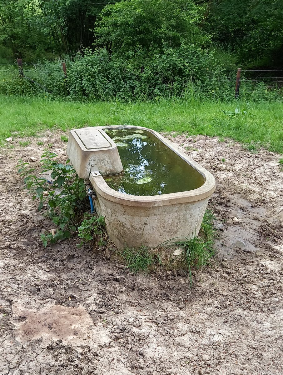 drinkingtroughs's tweet photo. #drinkingtroughs #troughsontuesday https://t.co/lggWonn1AM