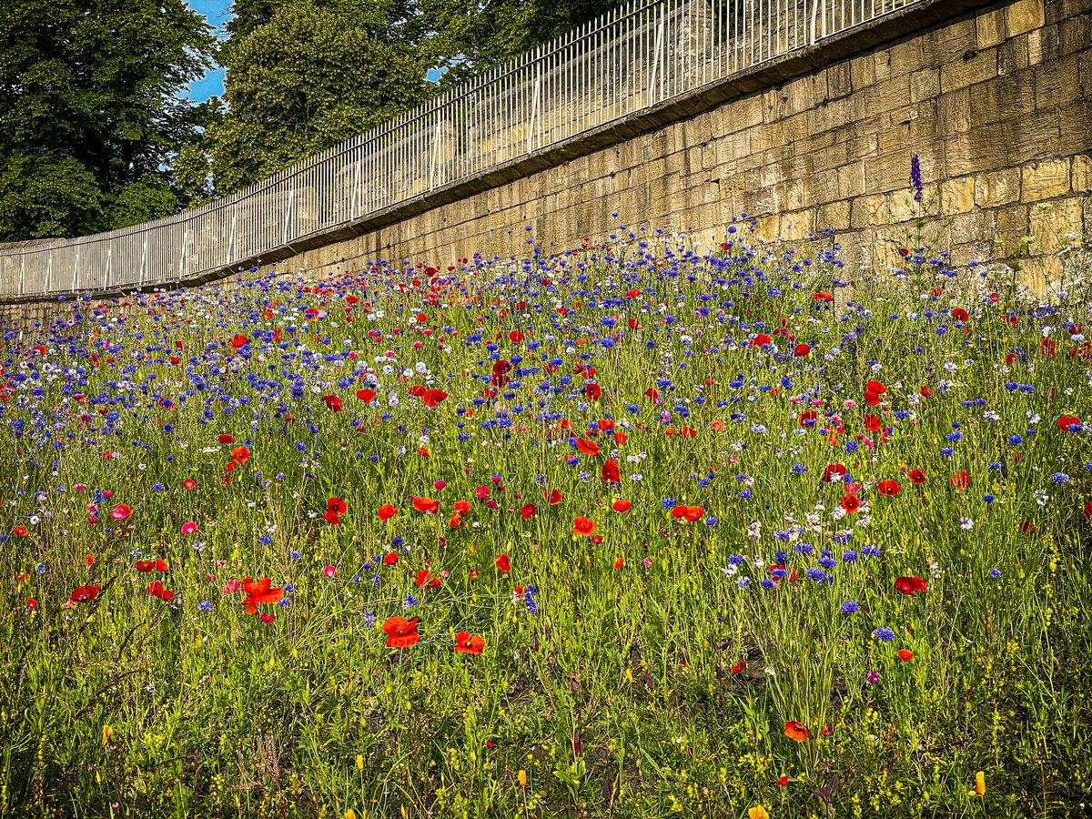 Chris Swift (@chrisswift1) on Twitter photo In case anyone needs a pic of a wild flower meadow this morning - just below the walls of ā¦<a href="/CityofYork/">City of York Council</a>ā© In case anyone needs a pic of a wild flower meadow this morning - just below the walls of ā¦<a href="/CityofYork/">City of York Council</a>ā©