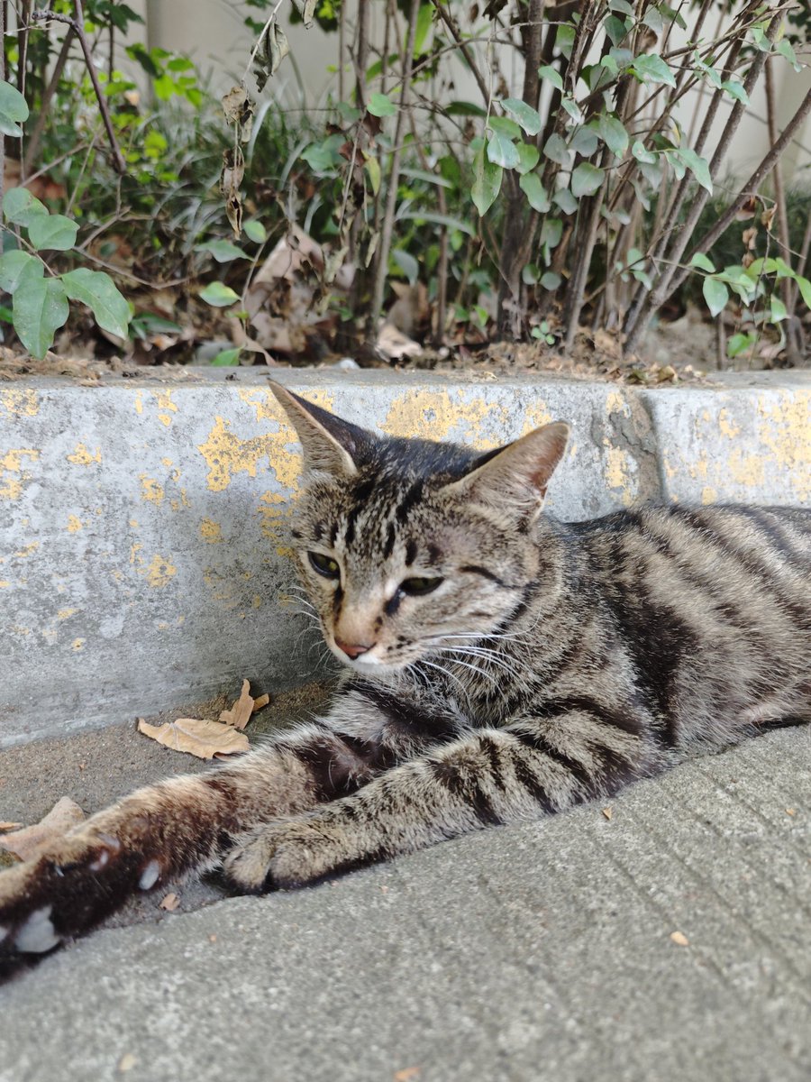 咪:人，别惹我，喵～